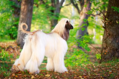 afghan hound outside at a forest standing