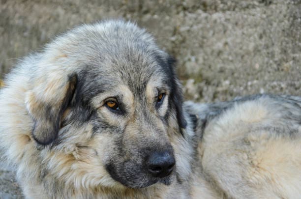 albanian hound looking sideways outdoors