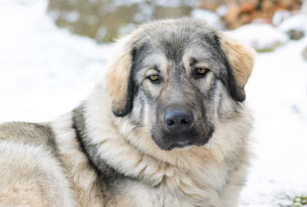 albanian hound looking down outdoors in the snow