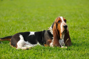 basset hound lying down on grass outdoors