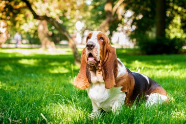 basset hound sits on grass outdoors