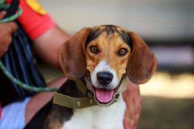 beagle harrier looking upfront