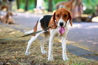 beagle harrier on a leash outdoors