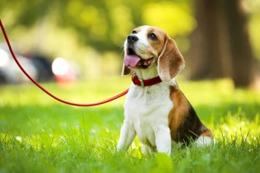 beagle on a leash outdoors