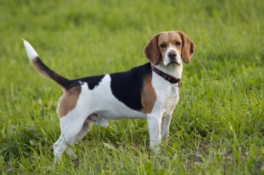 beagle standing on grass side-angle