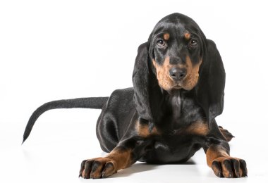 black and tan coonhound lying down looking upfront