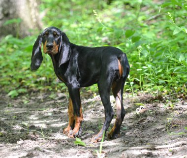 black and tan coonhound standing outdoors and looking back