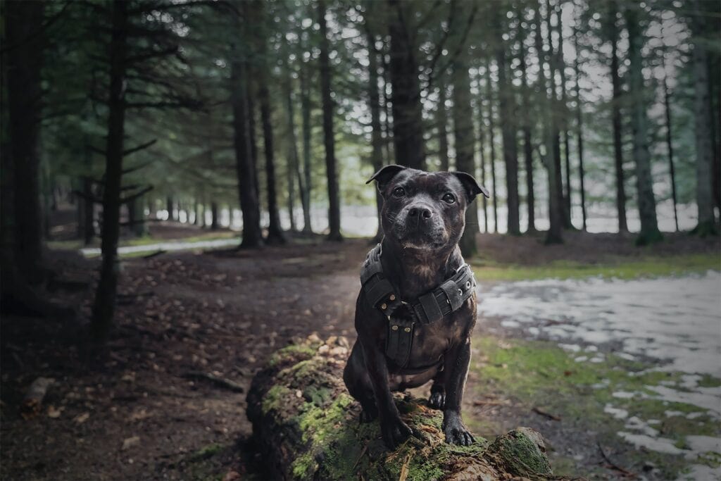 Staffordshire bull terrier sitting on a log