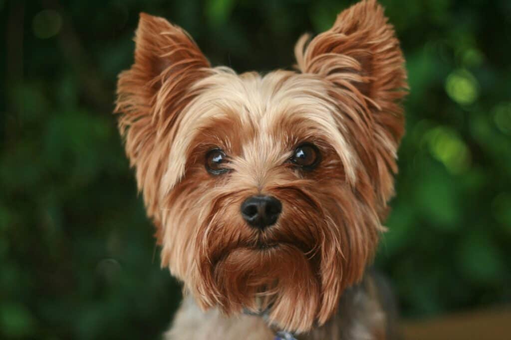 adult tan Yorkshire terrier