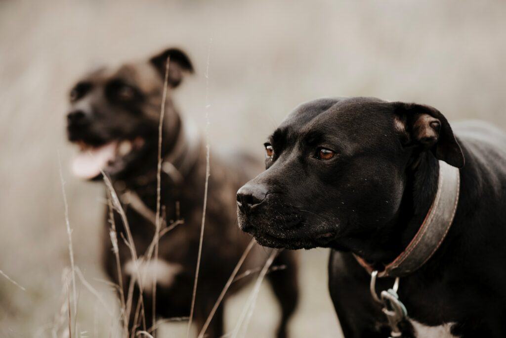 Staffordshire bull terrier with friend