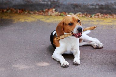 harrier chewing on a stick