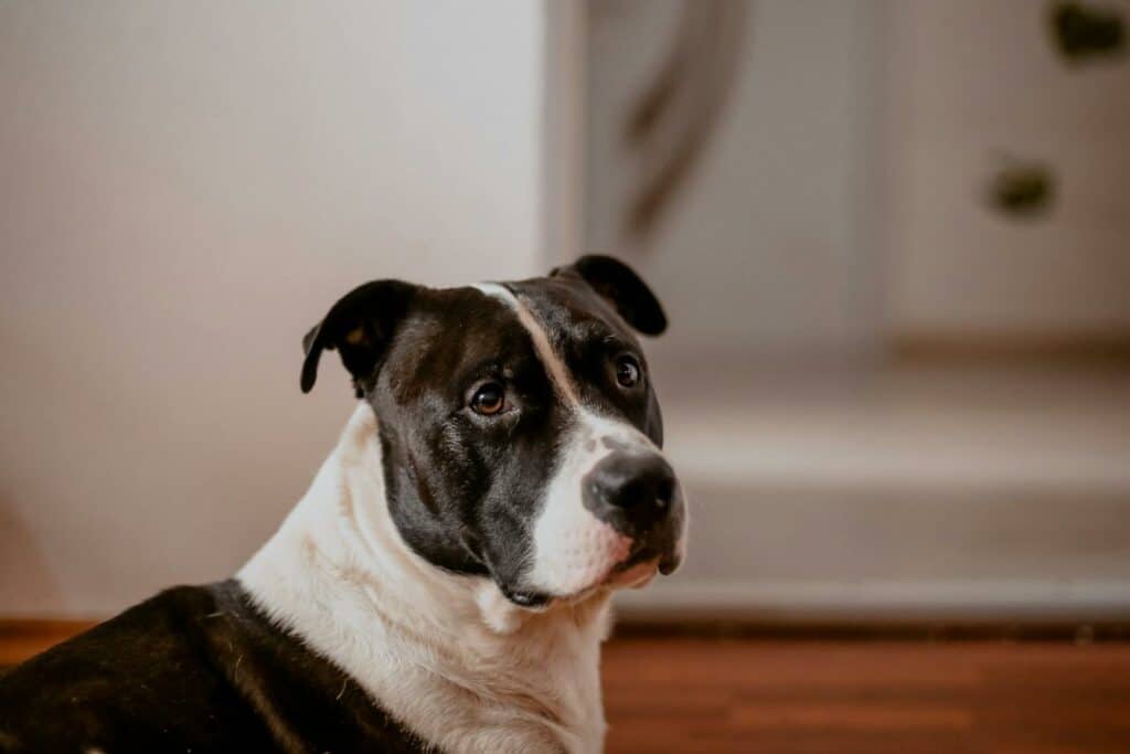 Close Up Photo of a American Staffordshire Terrier in an apartment