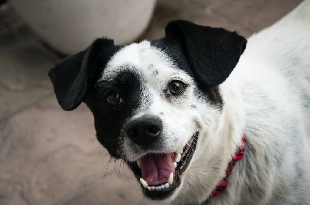 Patterdale Terrier looking happy