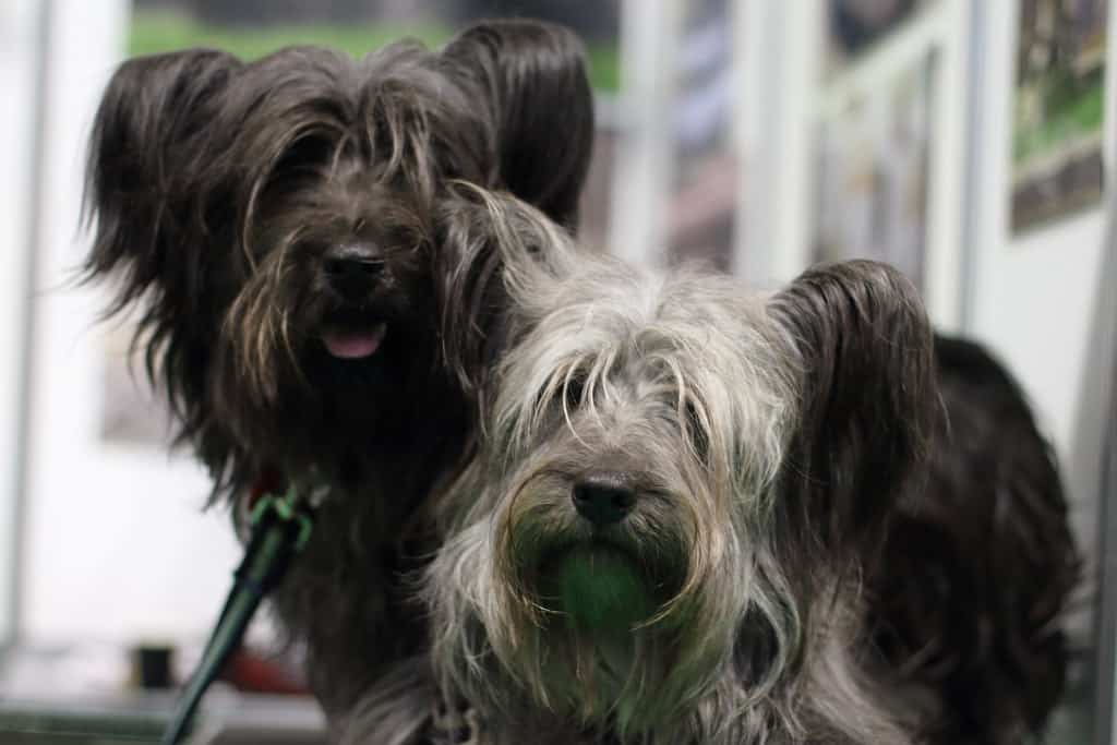 Skye Terrier group