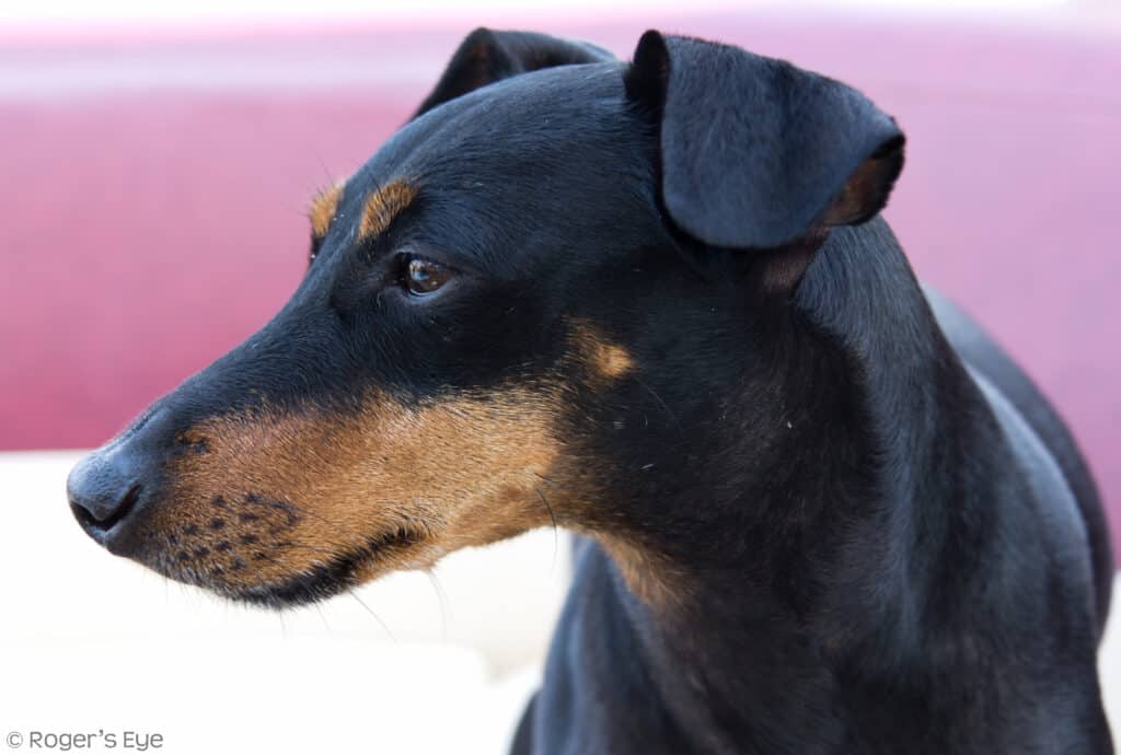 Manchester Terrier looking left