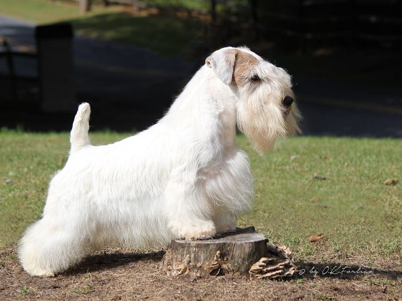 Sealyham Terriers on a tree stump