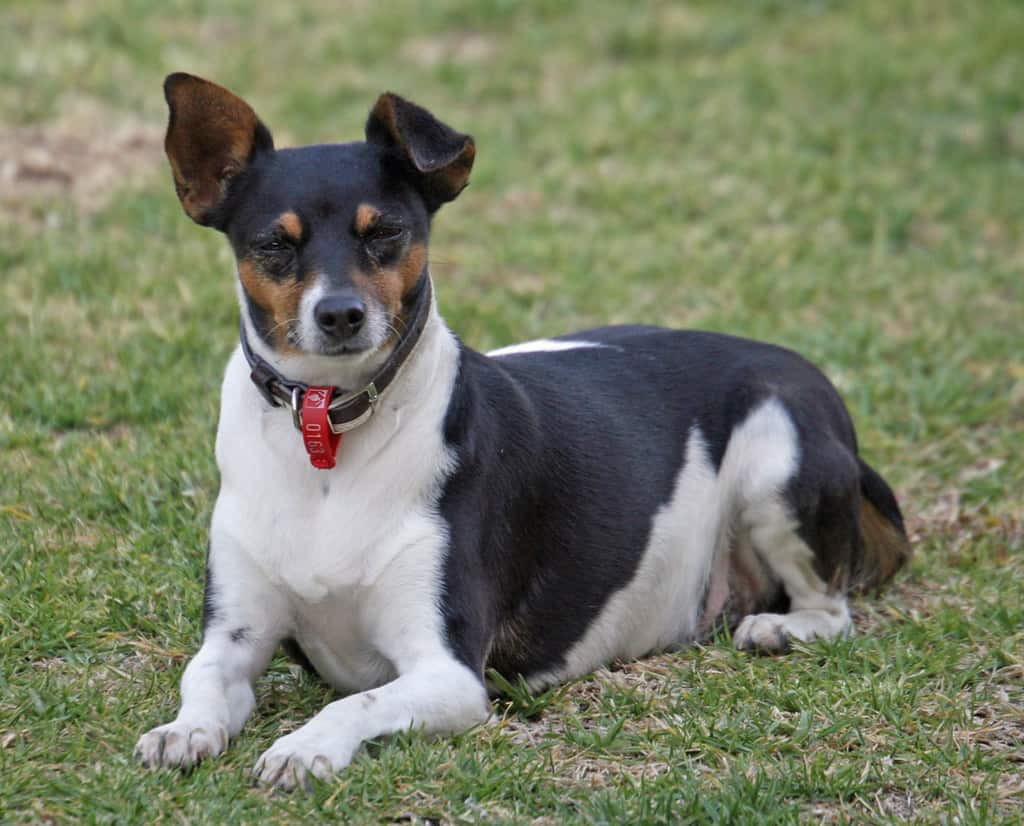 Miniature Fox Terrier on the grass