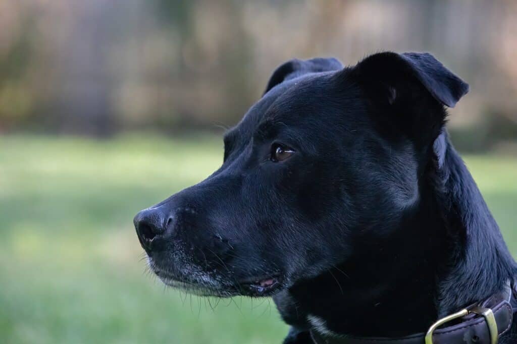 Patterdale Terrier looking left