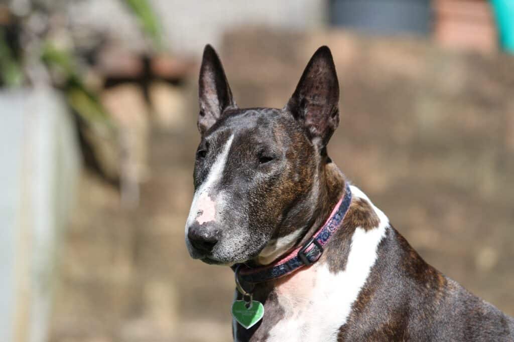 Bull terrier sitting in the sun