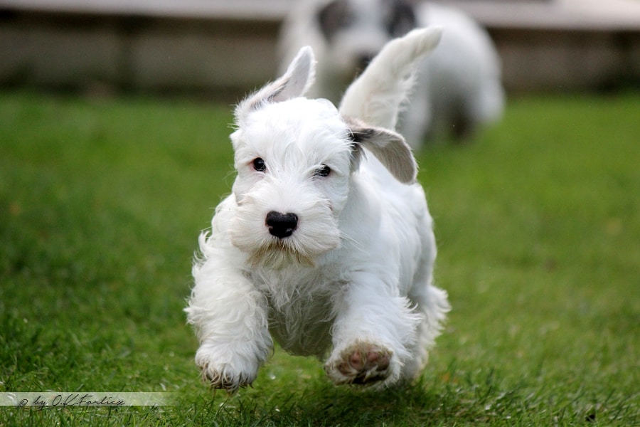 Sealyham Terriers running