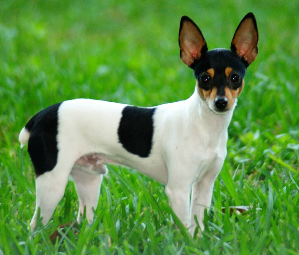 Miniature Fox Terrier in grass