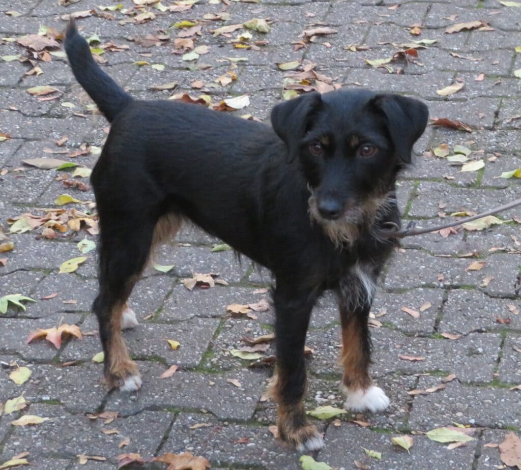 Jagdterrier standing on paving