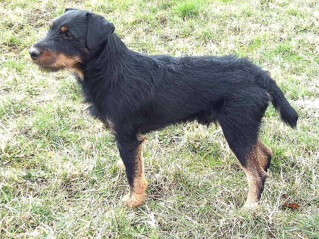 Jagdterrier standing in long grass