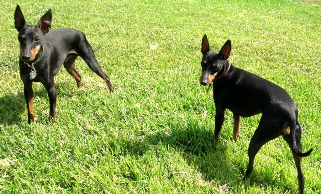 Manchester Terriers looking in the grass