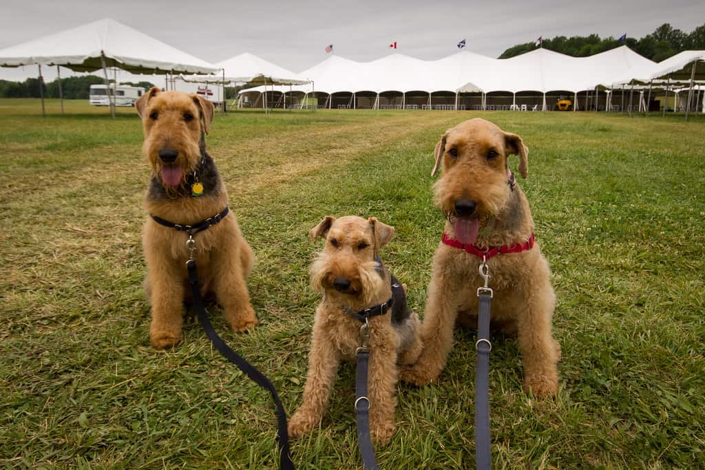 welsh terrier group photo