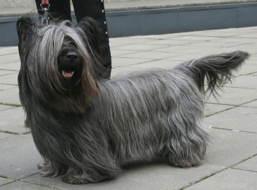 Skye Terrier on a lead