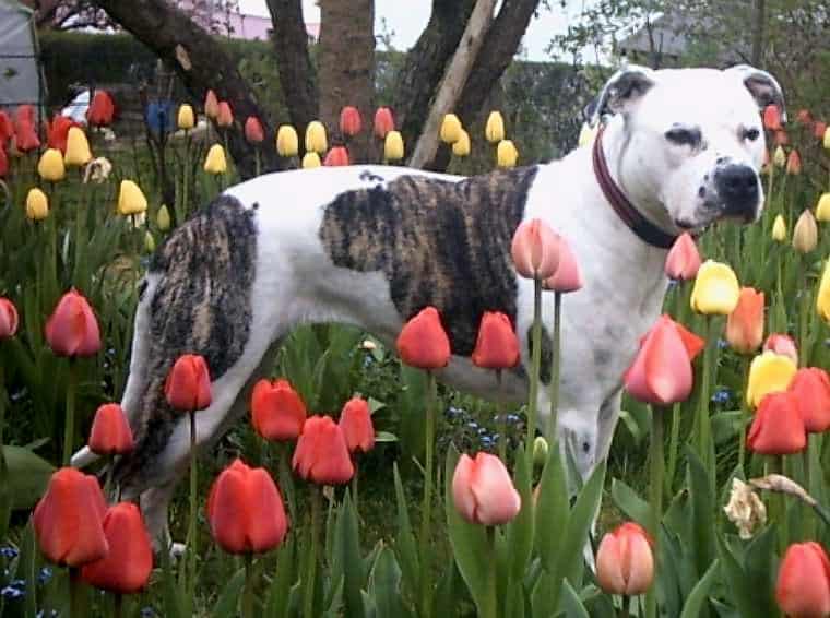 American Staffordshire Terrier in the tulips