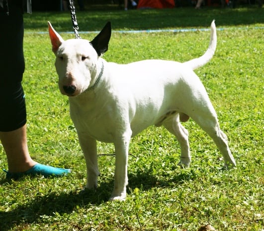 Bull terrier on a lead