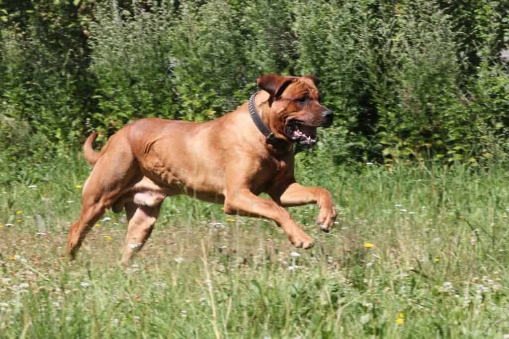 Japanese Mastiff