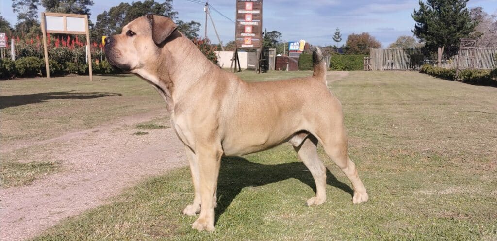 South African Mastiff (South African Boerboel) standing on grass