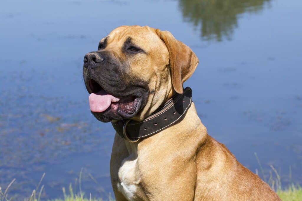 South African Mastiff (South African Boerboel) close up