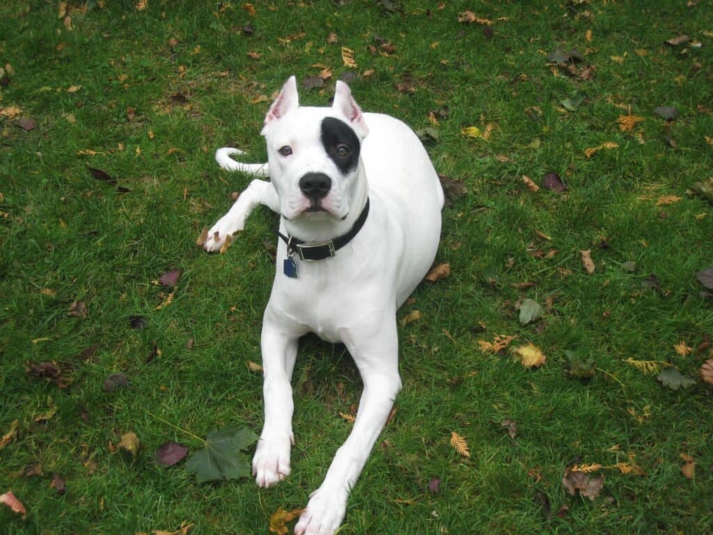 dogo, argentino, on the lawn