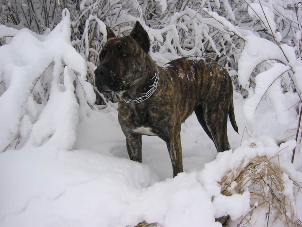 Perro de Presa Canario portrait in the snow