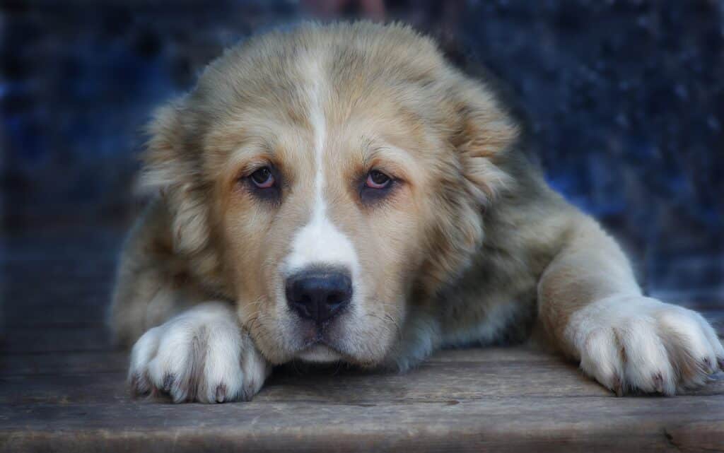 Central Asian Mastiff (Central Asian Shepherd Dog) puppy