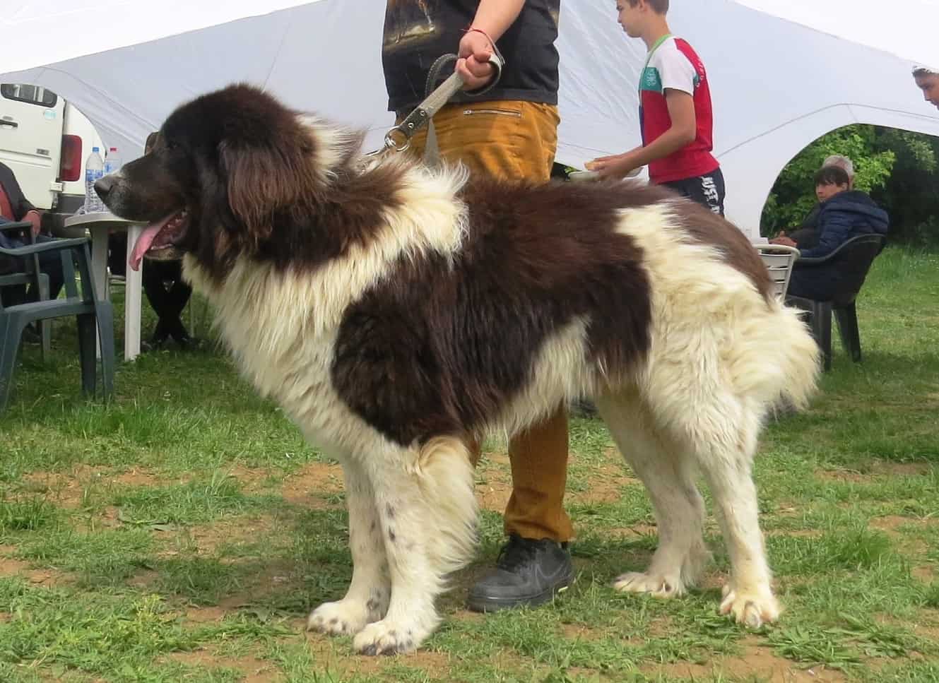 Bulgarian Karakachan Dog Ancient Guardian Breed Woofmastery Bulgarian Karakachan Dog Ancient Guardian Breed Woofmastery