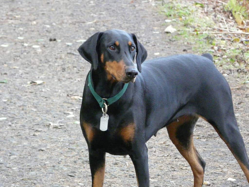 Austrian Black and Tan Hound on the road