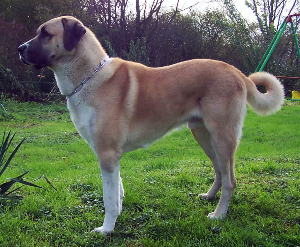 Anatolian Shepherd Dog on the lawn