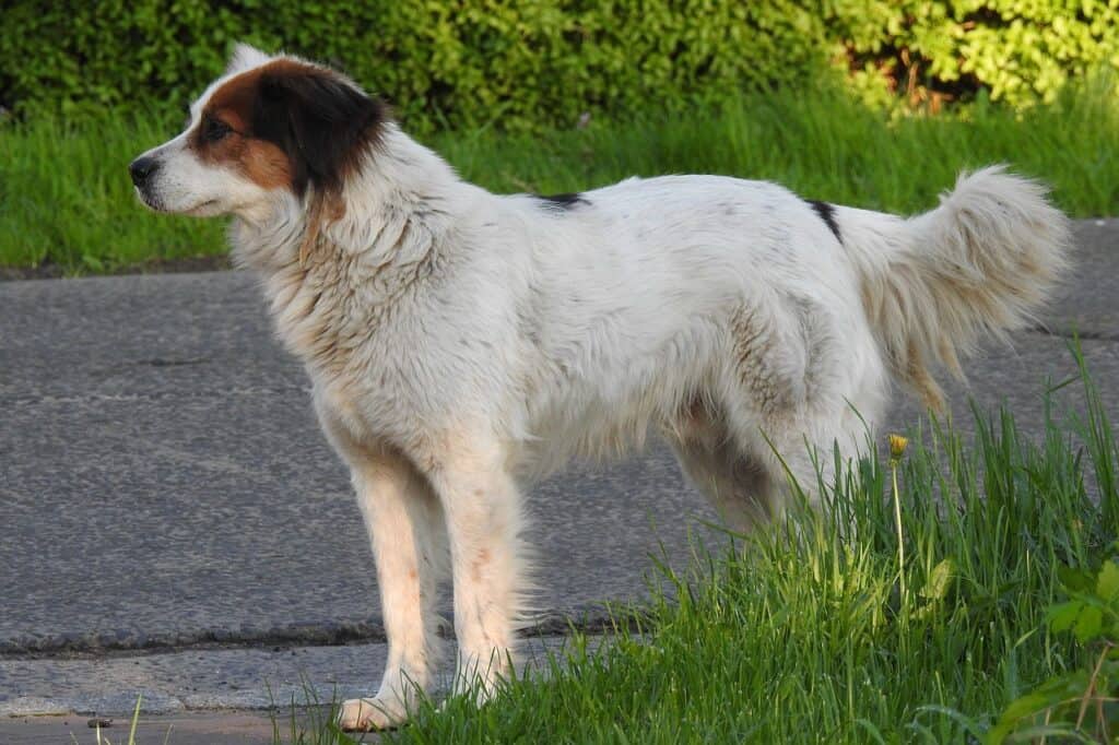 Bosnian and Herzegovinian-Croatian Shepherd Dog (Tornjak) walking