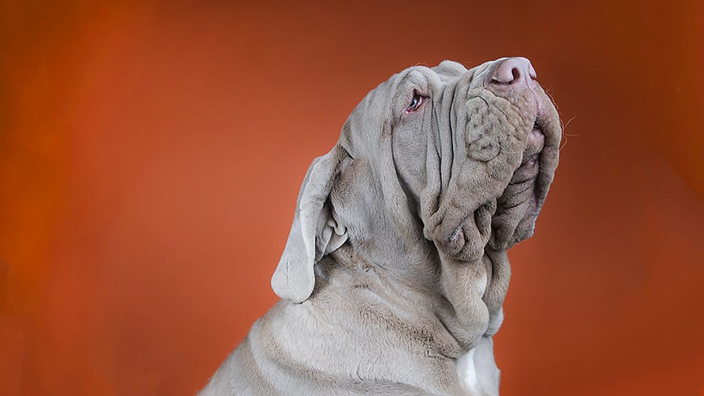 mastino napoletano close up