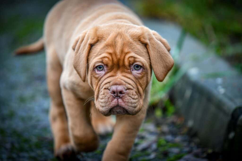 French Mastiff (Dogue de Bordeaux) Puppy