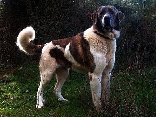 Spanish Mastiff posing