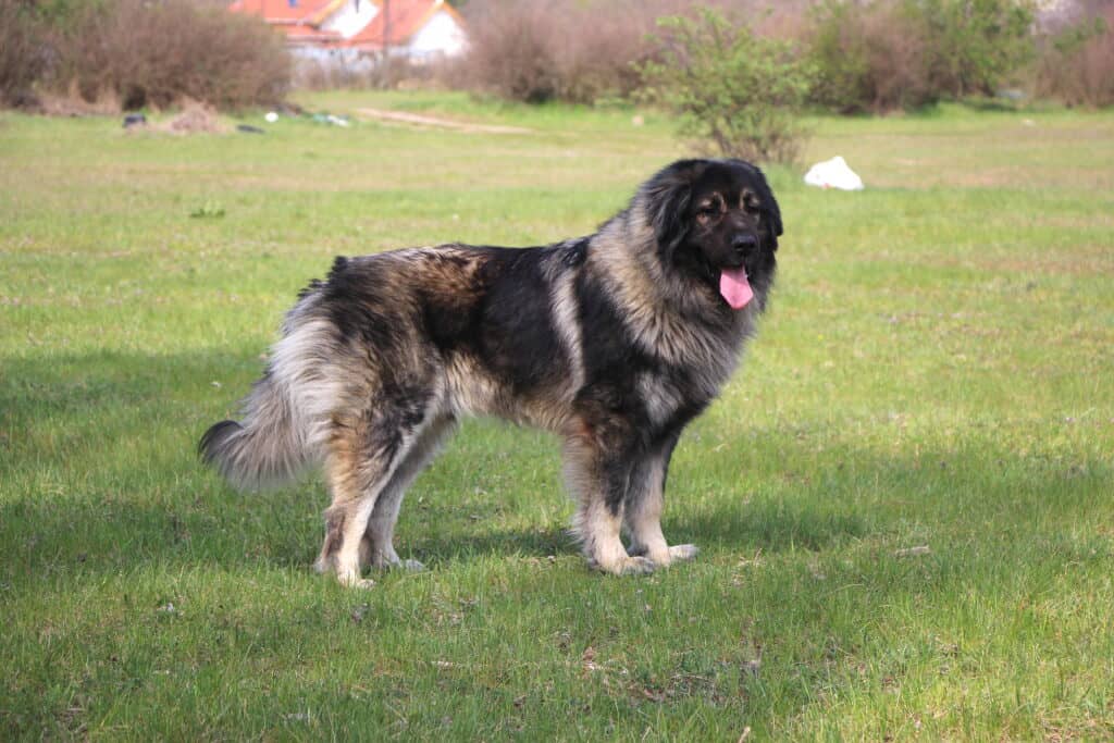 Bosnian-Herzegovinian Sheepdog (Sarplaninac) standing on the grass looking friendly