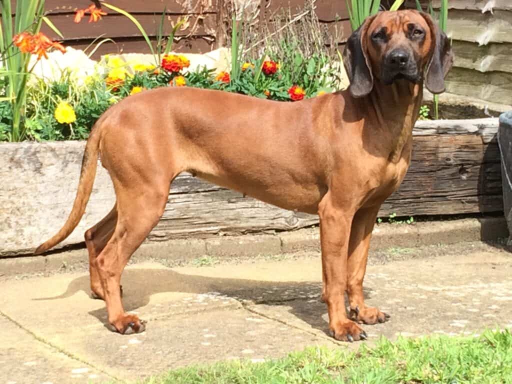 Bavarian Mountain Hound standing on pathway