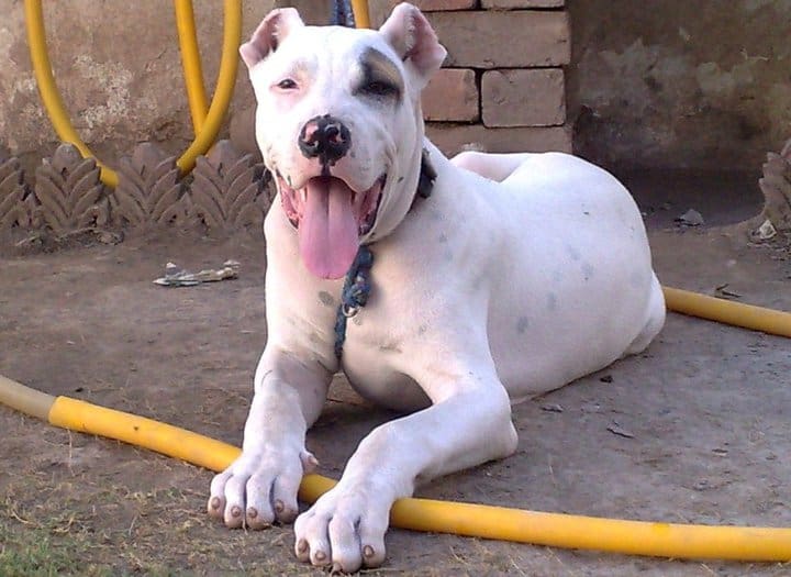 Pakistani Mastiff (Bully Kutta) on the pavment