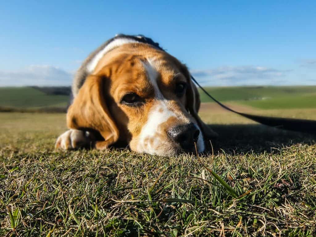 Serbian hound close up on grass