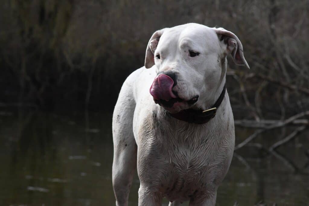 Argentinian Mastiff (Dogo Argentino) grey